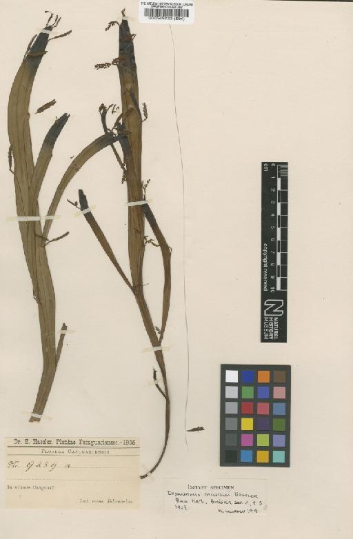 Desmanthus hexapetalus (Micheli) J.F.Macbr. - BM000545222