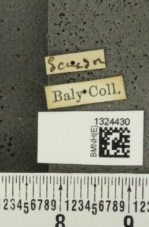 Isotes dimidiata (Baly, 1859) - BMNHE_1324430_label_21790