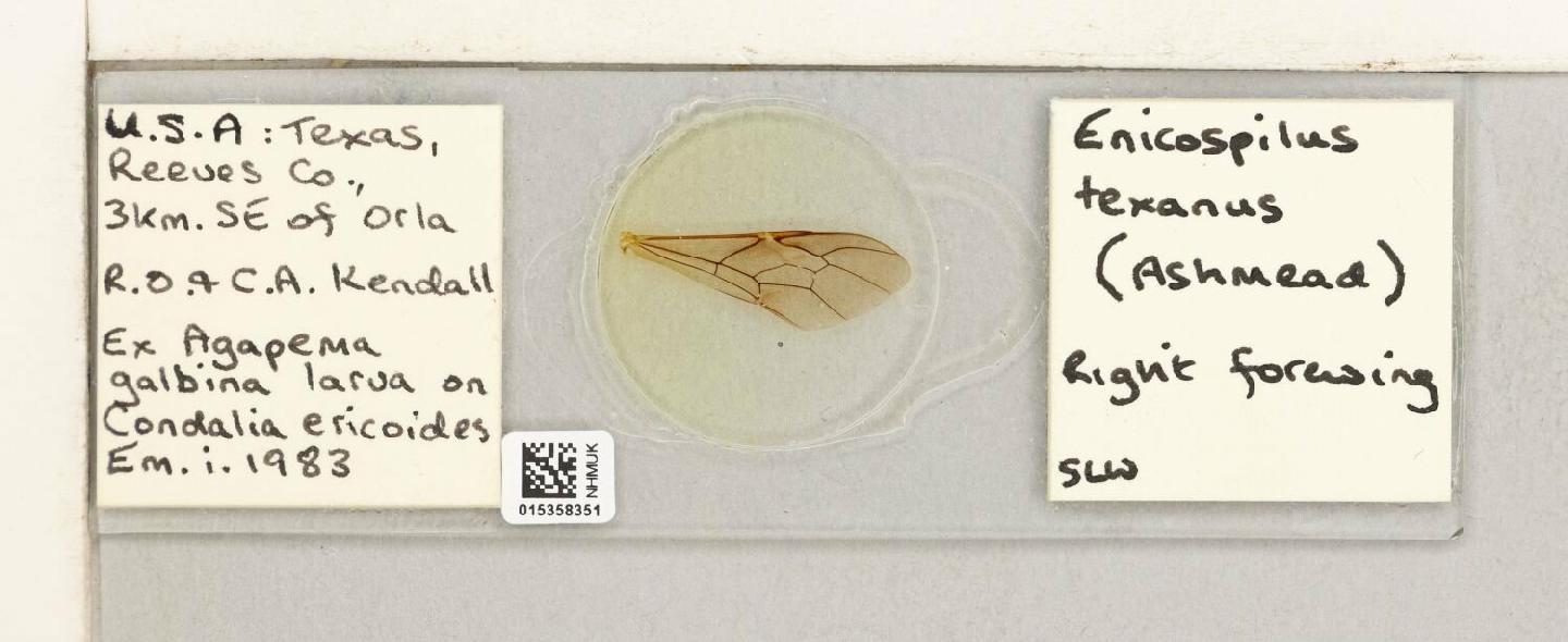 Enicospilus texanus