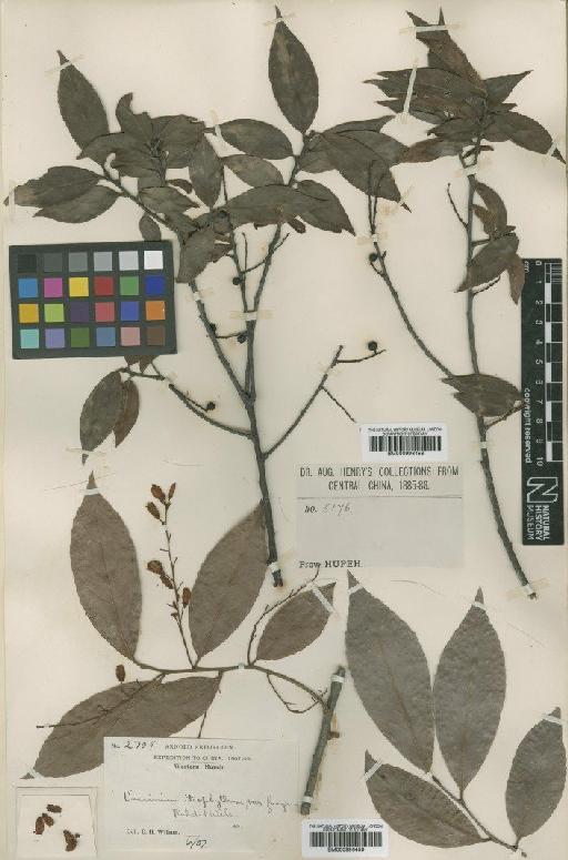 Vaccinium iteophyllum Hance - BM000996459