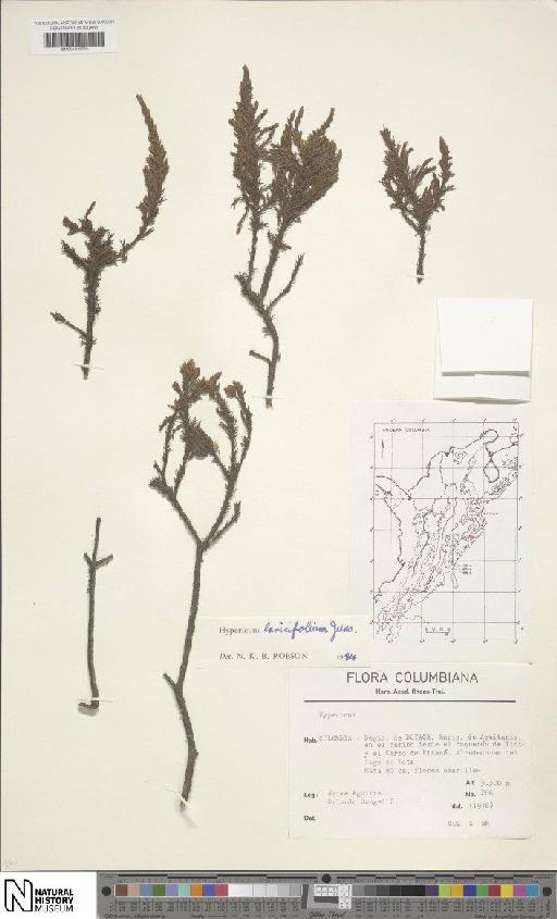 Hypericum laricifolium Juss. - BM001206655