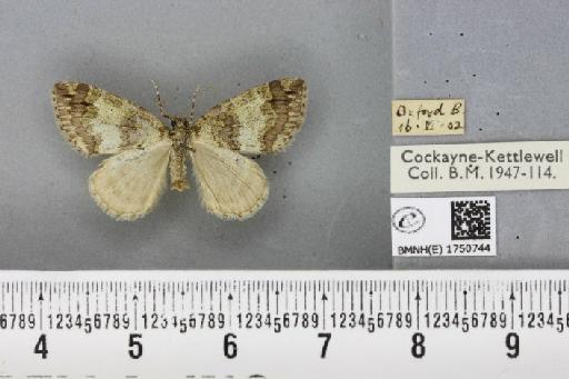 Hydriomena impluviata ab. obscurevirescens Lempke, 1950 - BMNHE_1750744_329709