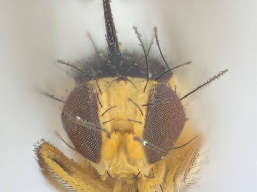 Liriomyza insignis Spencer, 1963 - Liriomyza insignis BMNHE 1475276 holotype female head frontal