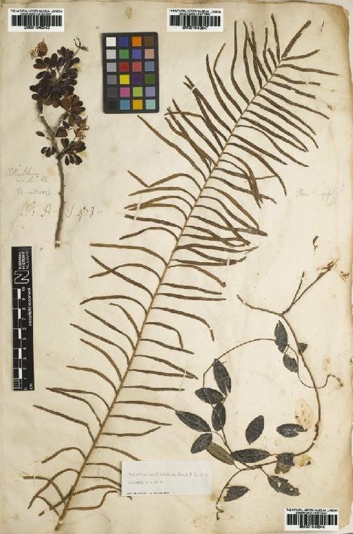 Pteris longifolia L. - BM001046947