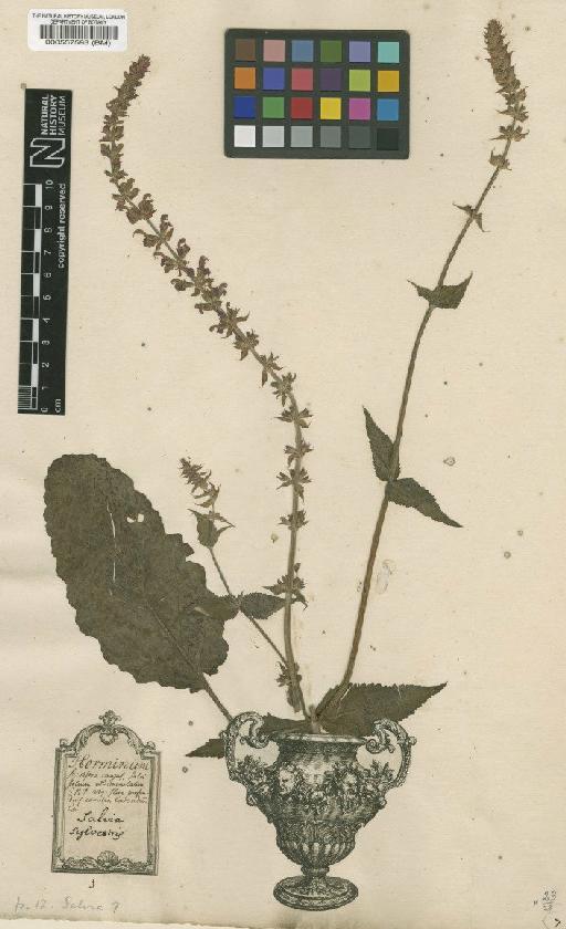 Salvia sclarea L. - BM000557593