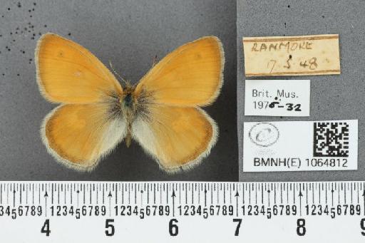 Coenonympha pamphilus (Linnaeus, 1758) - BMNHE_1064812_25863