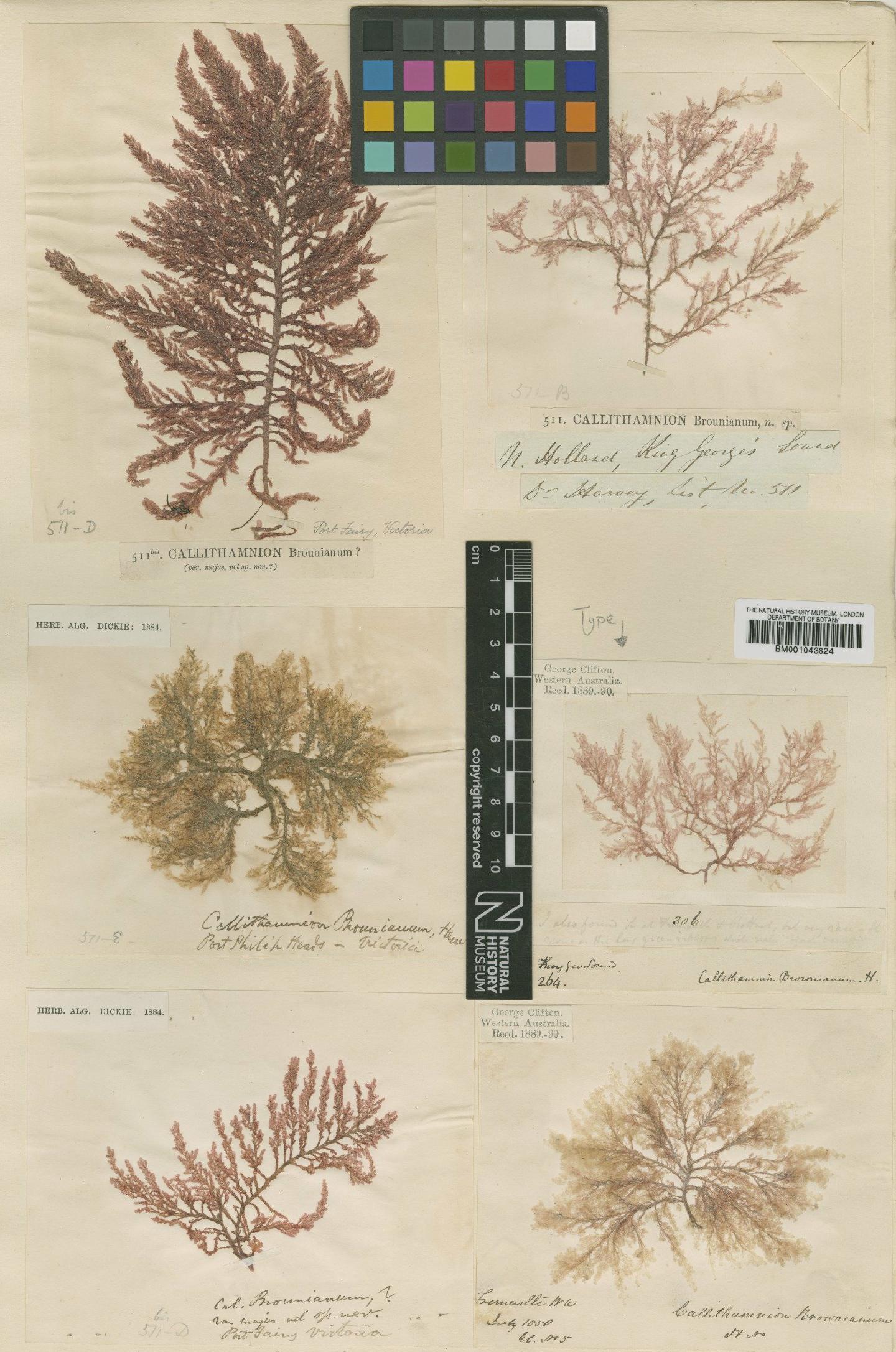 To NHMUK collection (Spongoclonium brownianum (Harv.) J.Agardh; Type; NHMUK:ecatalogue:2389535)