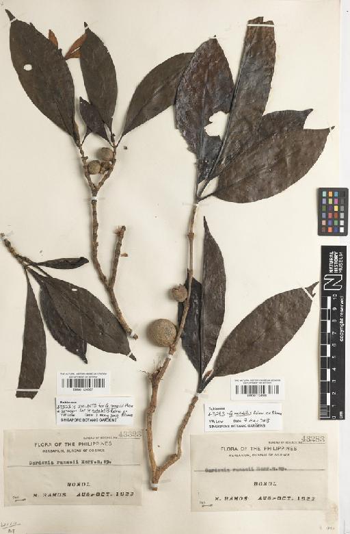 Gardenia mutabilis Reinw. ex Blume - BM001124567