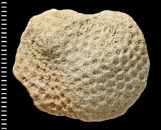 Porites trinitatis - Fossil Coral AZ3124