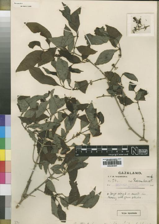 Canthium swynnertonii Moore - BM000903289