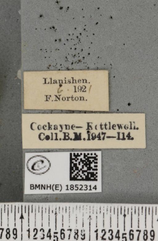 Opisthograptis luteolata ab. quadrilineata Nordström, 1941 - BMNHE_1852314_label_427778