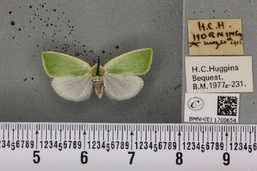 Earias clorana (Linnaeus, 1761) - BMNHE_1700654_296894