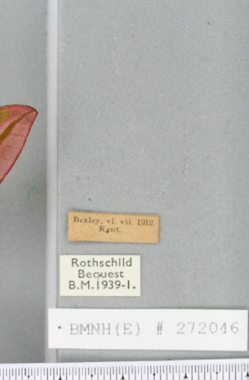 Deilephila elpenor (Linnaeus, 1758) - JASMIN_005893_label_241185
