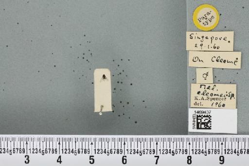 Melanagromyza cleomae Spencer, 1961 - BMNHE_1469437_45139