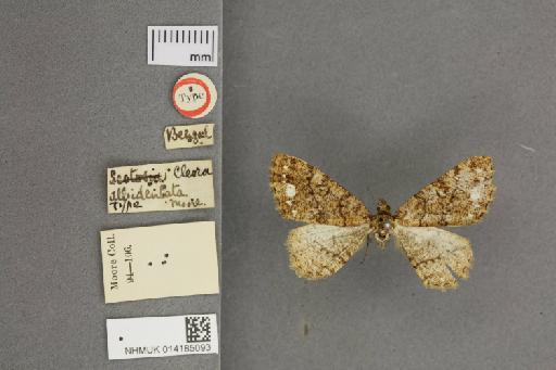 Cleora albidentata Moore, 1868 - 014185093_dorsal_labels