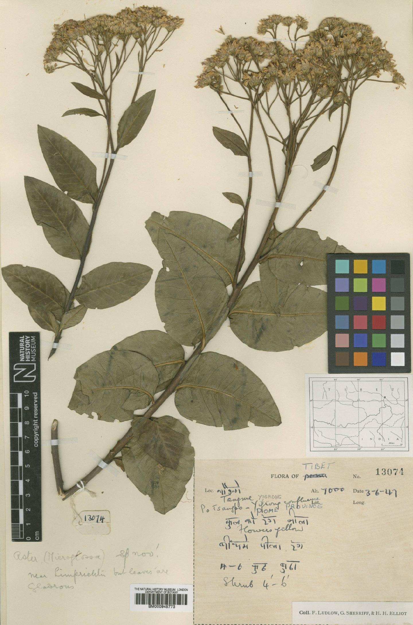 To NHMUK collection (Aster fulgidulus Griers; Type; NHMUK:ecatalogue:472099)