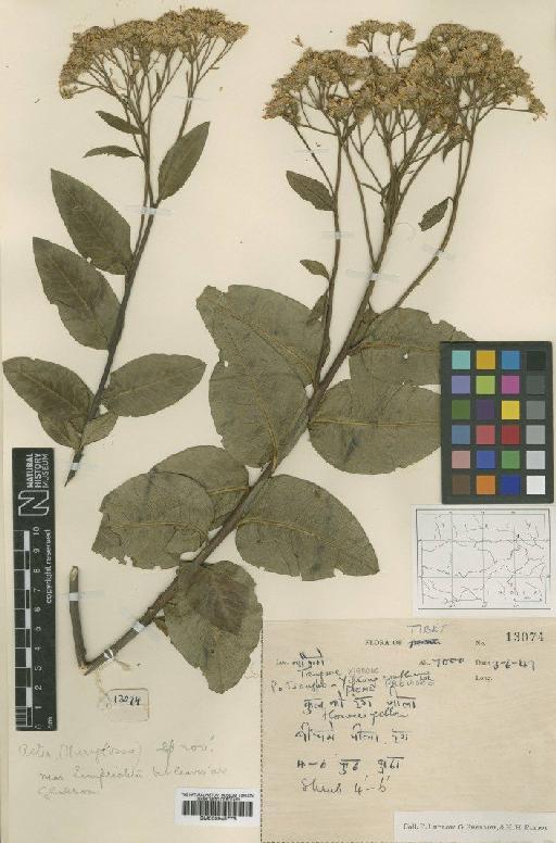 Aster fulgidulus Griers - BM000945773