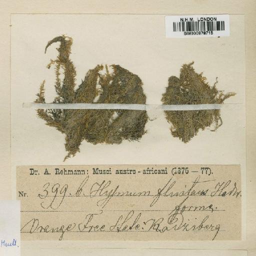 Leptodictyum riparium (Hedw.) Warnst. - BM000878715