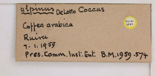 Coccus alpinus De Lotto, 1960 - 010713740_additional