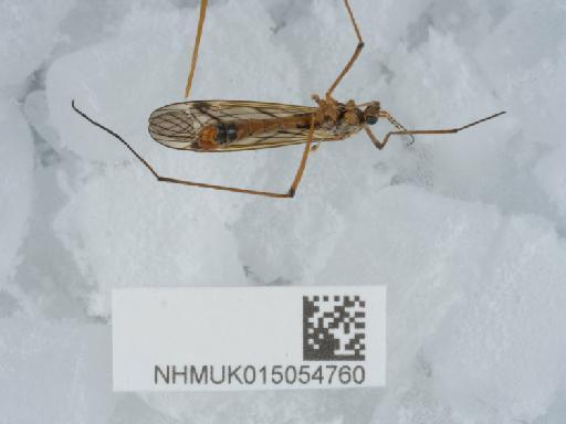 Tipula (Schummelia) variicornis variicornis Schummel, 1833 - 015054760_3