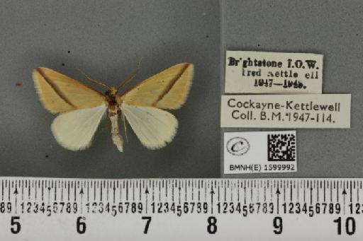 Rhodometra sacraria ab. ochracearia Fuchs, 1903 - BMNHE_1599992_300930