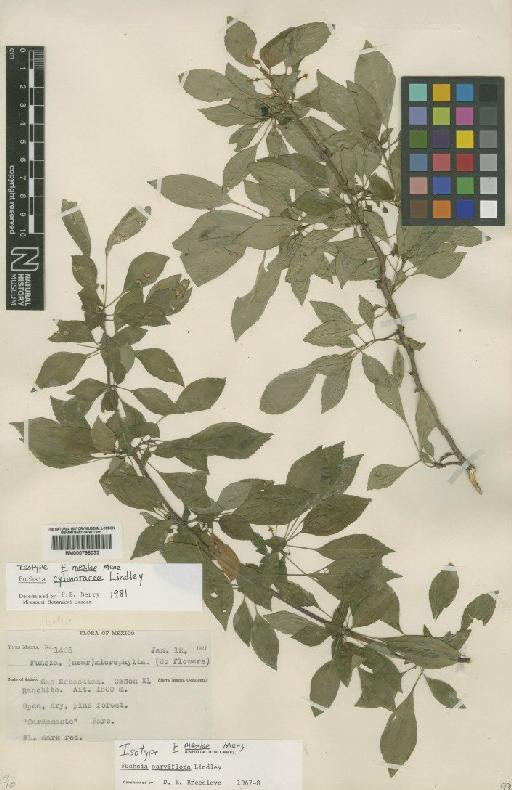 Fuchsia cylindracea Lindl. - BM000798033