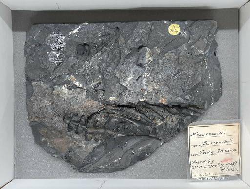 Mesosaurus Gervais, 1865 - NHMUK PV R 3524 (1)