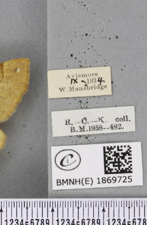 Colotois pennaria (Linnaeus, 1761) - BMNHE_1869725_label_454616