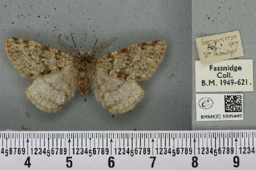 Phigalia pilosaria (Denis & Schiffermüller, 1775) - BMNHE_1895449_456271
