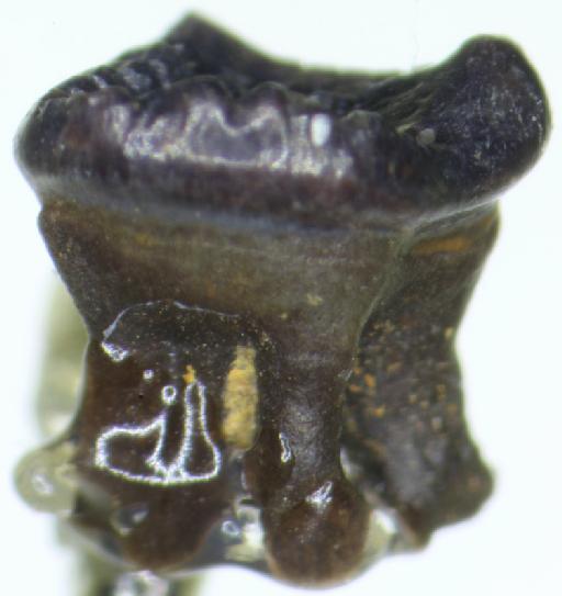 Kermackodon oxfordensis unranked Euharamiyida (Kermack et al., 1998) - M46832_J832