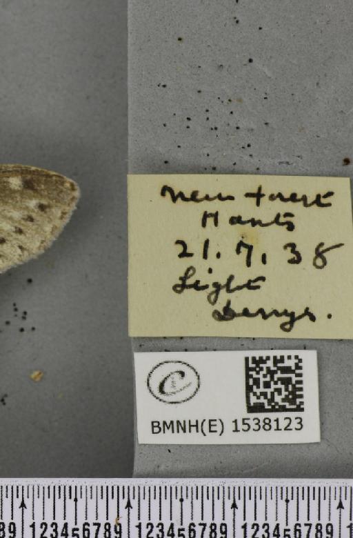 Stauropus fagi fagi (Linnaeus, 1758) - BMNHE_1538123_label_242724