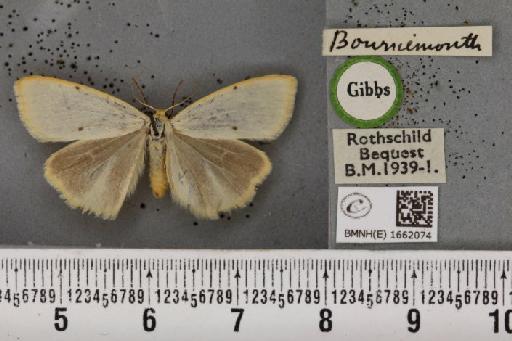 Cybosia mesomella (Linnaeus, 1758) - BMNHE_1662074_258383