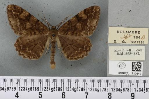 Alcis repandata repandata (Linnaeus, 1758) - BMNHE_1910640_473390