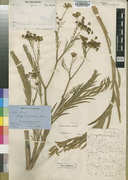 Sium repandum Welw. - BM000563979