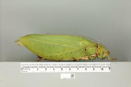 Pseudophyllus hercules (Karny, 1923) - 012499056_reverse