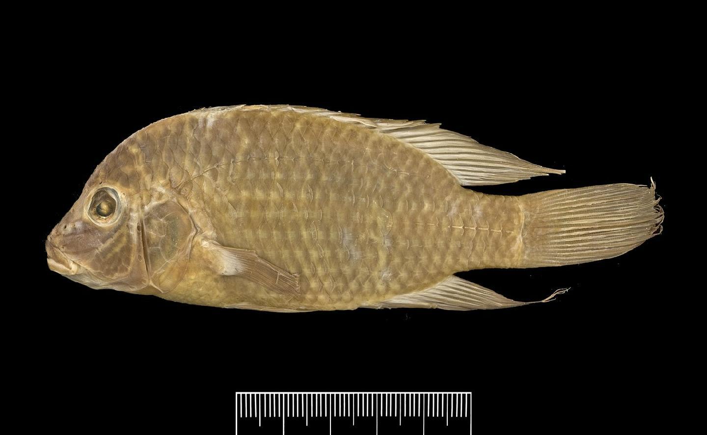 Andinoacara blombergi thumbnail