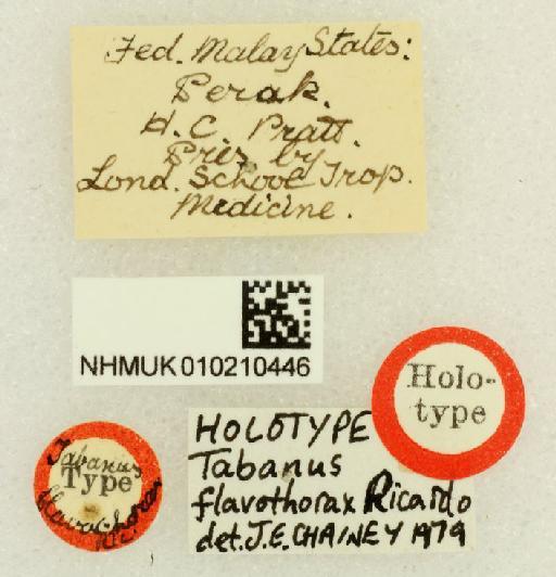 Tabanus flavothorax Ricardo, 1911 - Tabanus_flavothorax-010210446-labels