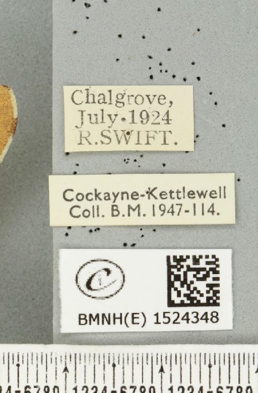 Malacosoma neustria ab. bicolor Sibille, 1927 - BMNHE_1524348_label_190671