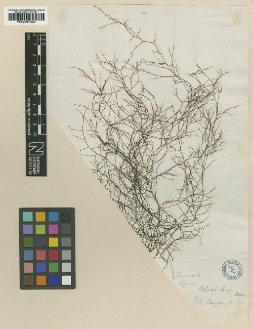 Polysiphonia perriniae Womersley - BM001067682