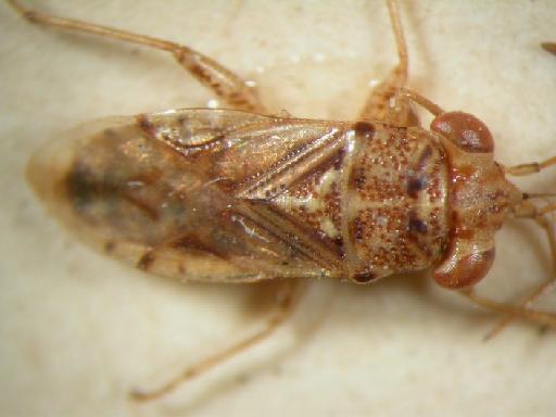 Germalus scutellatus Distant - Hemiptera: Germalus Scu