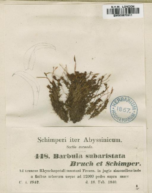 Syntrichia subaristata (Bruch & Schimp. ex Müll.Hal.) Zander - BM000870511