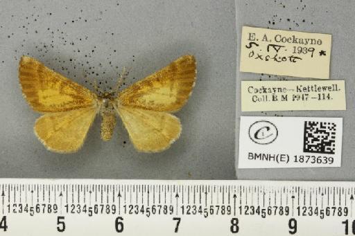 Bupalus piniaria (Linnaeus, 1758) - BMNHE_1873639_489496