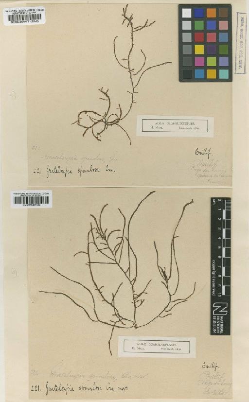 Grateloupia undulata P.Crouan & H.Crouan - BM001039138
