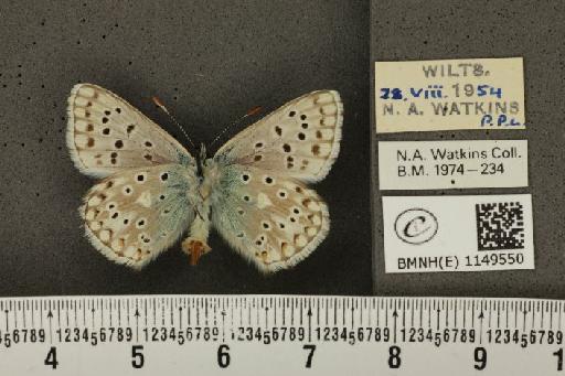 Lysandra coridon ab. ultrafowleri Bright & Leeds, 1938 - BMNHE_1149550_102059