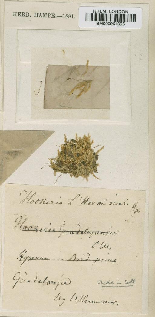 Hookeriopsis guadalupensis (Spreng.) A.Jaeger - BM000961995