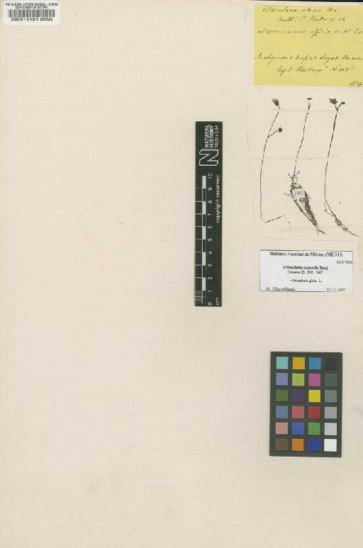 Utricularia gibba L. - BM000019121