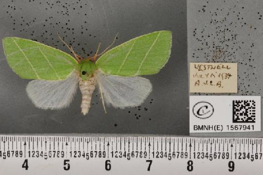 Bena bicolorana (Fuessly, 1775) - BMNHE_1567941_293385