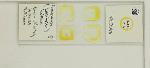 Forcipomyia balteus Boorman - 014770128_812361_1335219_157690_Type