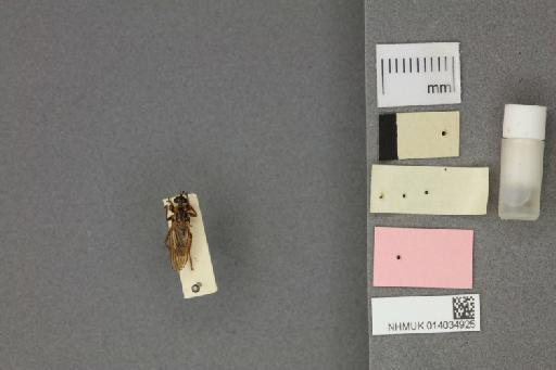 Gonioscelis batyleon Londt - 014034925_additional