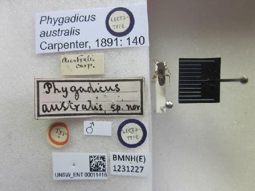 Phygadicus australis Carpenter, 1891 - Phygadicus australis-BMNH(E)1231227-Lectotype male_Labels